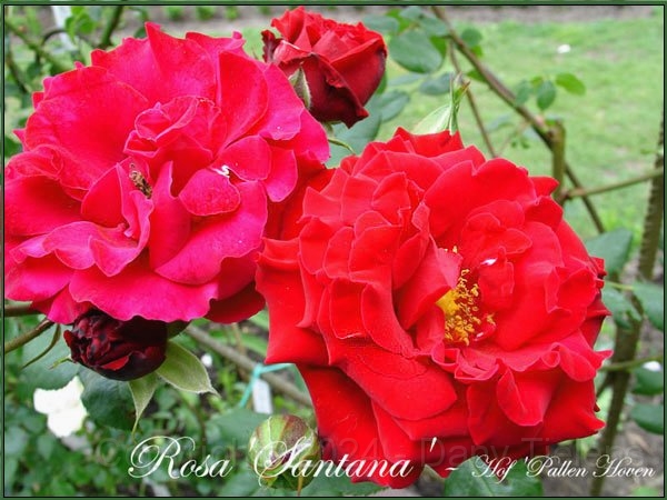 Rosa - Santana.jpg